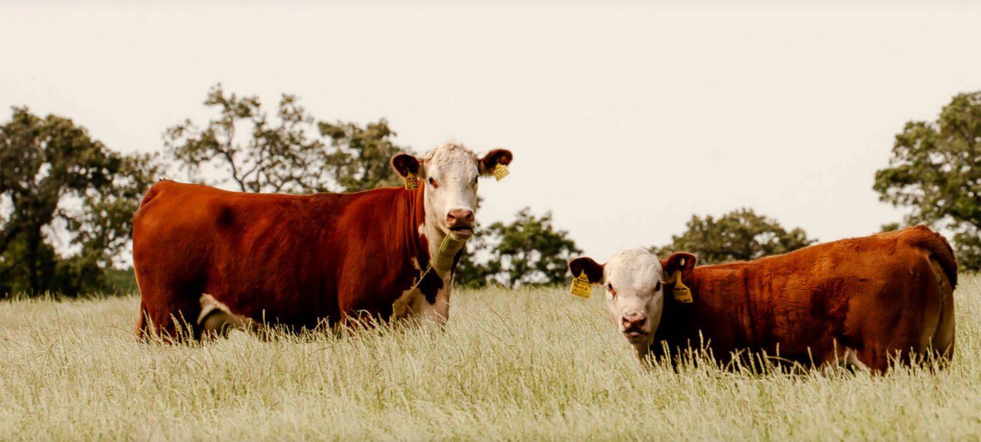 cow beef looking graze fed fresh grass fed