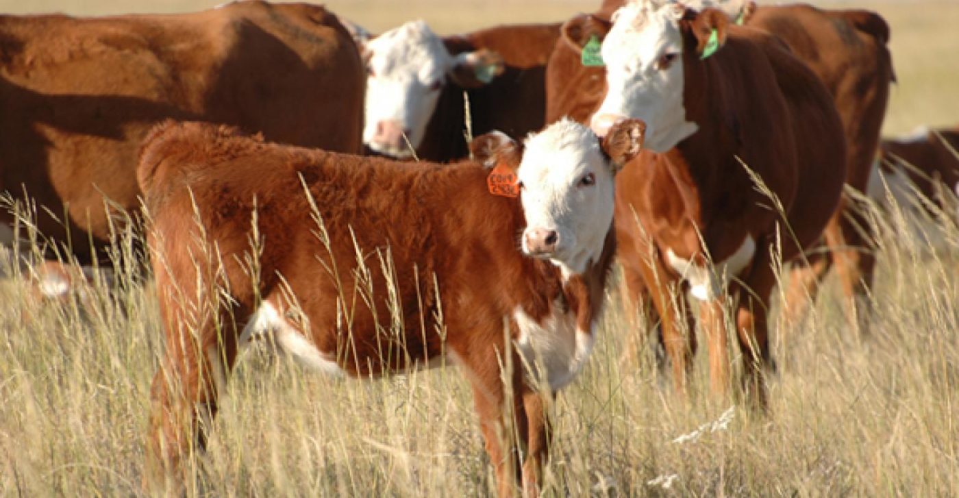 Hereford cow grass fed beef