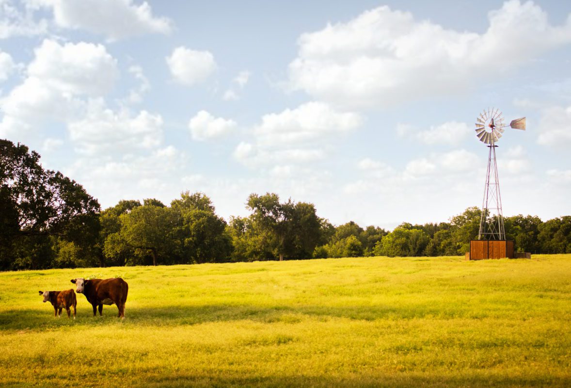 Cattle on the Teas Beef Ranch
