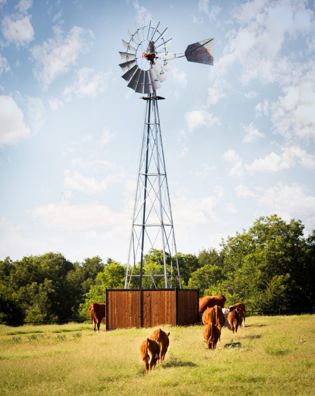 Cattle walking across the pasture at the Texas Beef ranch